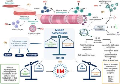 Frontiers | Autoantibodies In The Pathogenesis Of Idiopathic ...